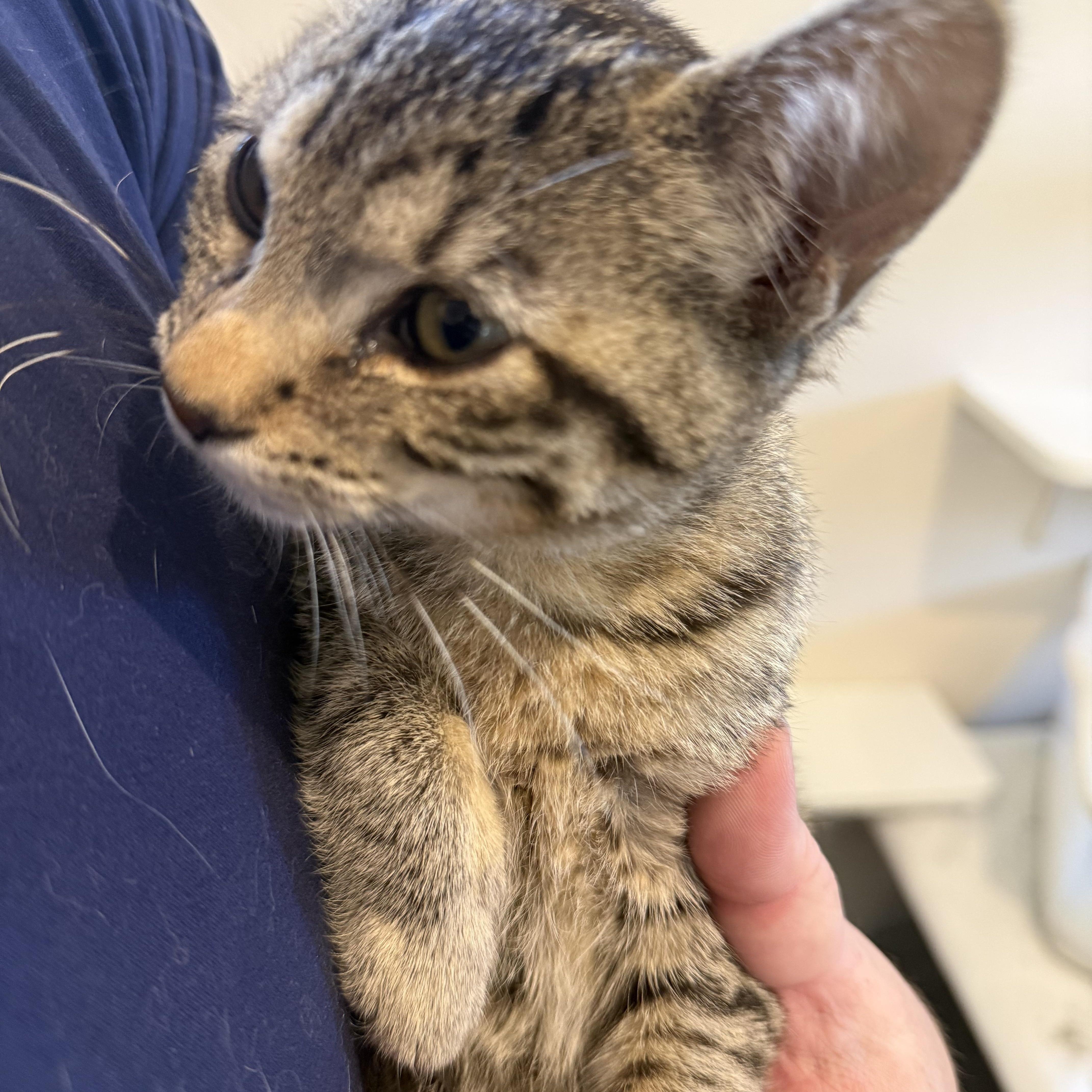 Enlarge FLEUR, a Adoptable Domestic Short Hair in La Crescent, MN image 4/4