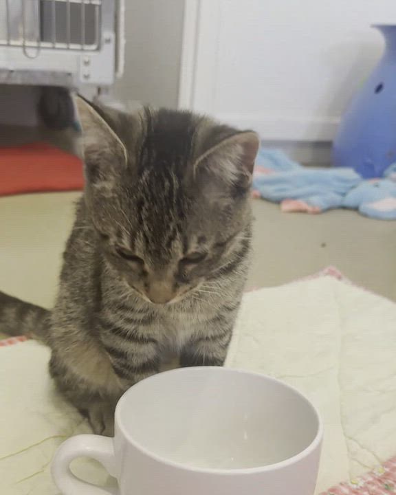 Enlarge FLEUR, a Adoptable Domestic Short Hair in La Crescent, MN video 2/4