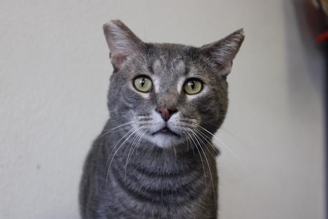 Cat for adoption - Rex, a Domestic Short Hair in Los Angeles, CA 