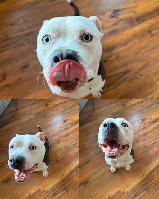SUSANNA, Adoptable, Adult Female Pit Bull Terrier.