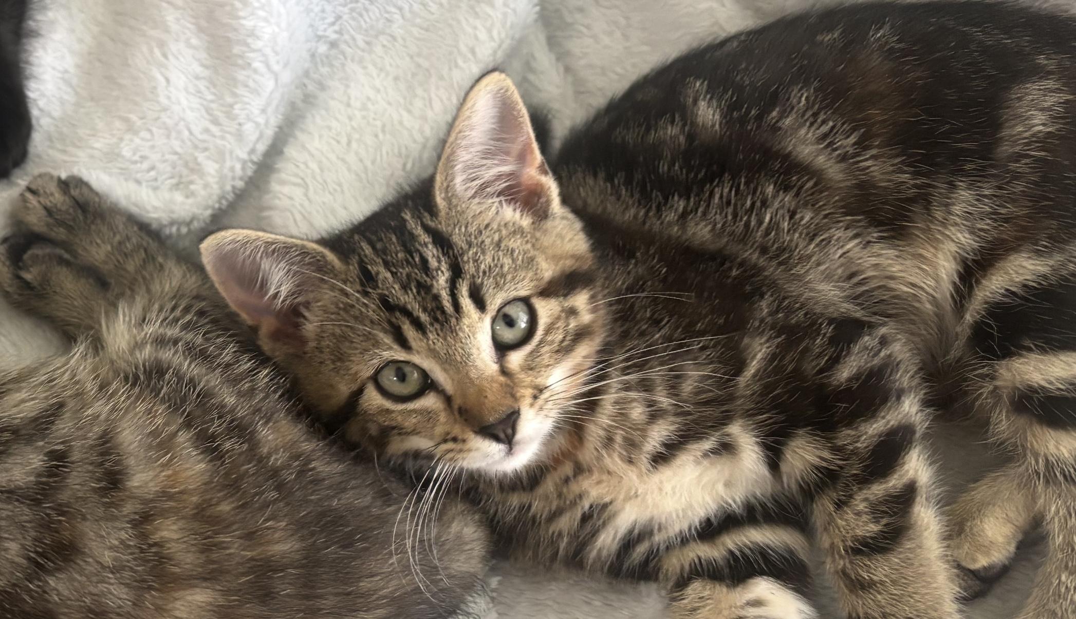 Athena (bobtail), Baby Female Domestic Short Hair