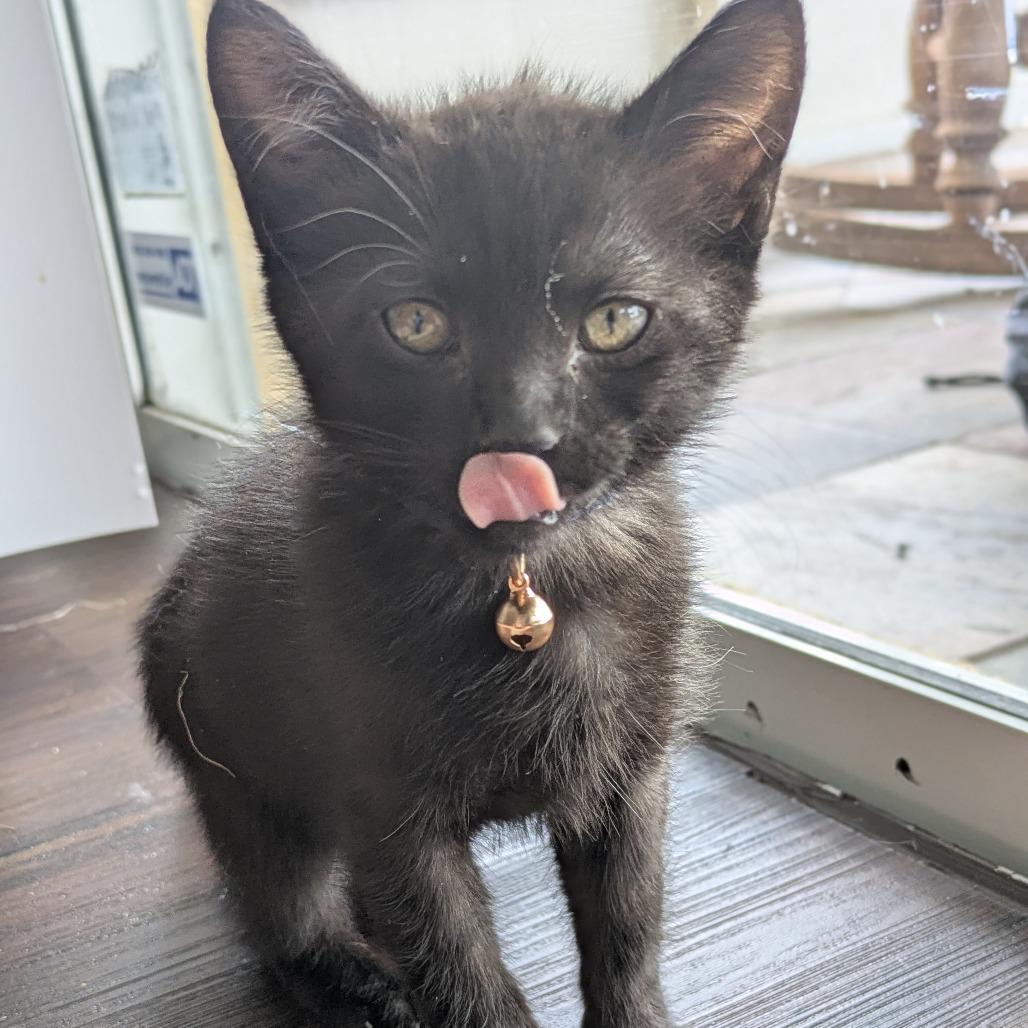 Enlarge Jackie, a Adoptable Domestic Short Hair in Lutz, FL image 1/6