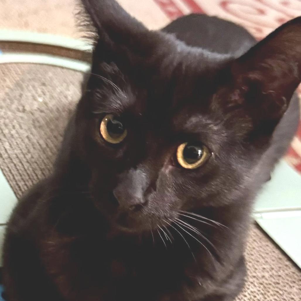 Enlarge Jackie, a Adoptable Domestic Short Hair in Lutz, FL image 2/6