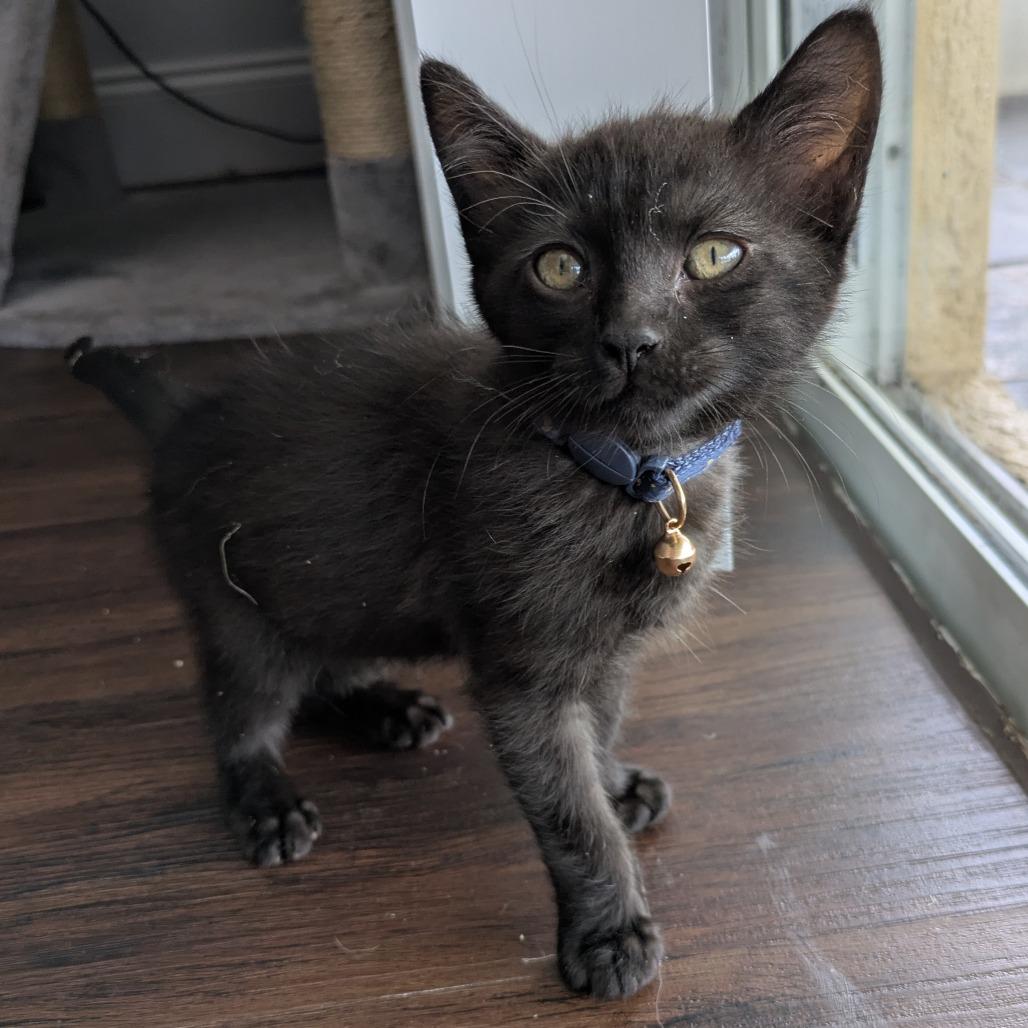 Enlarge Jackie, a Adoptable Domestic Short Hair in Lutz, FL image 3/6