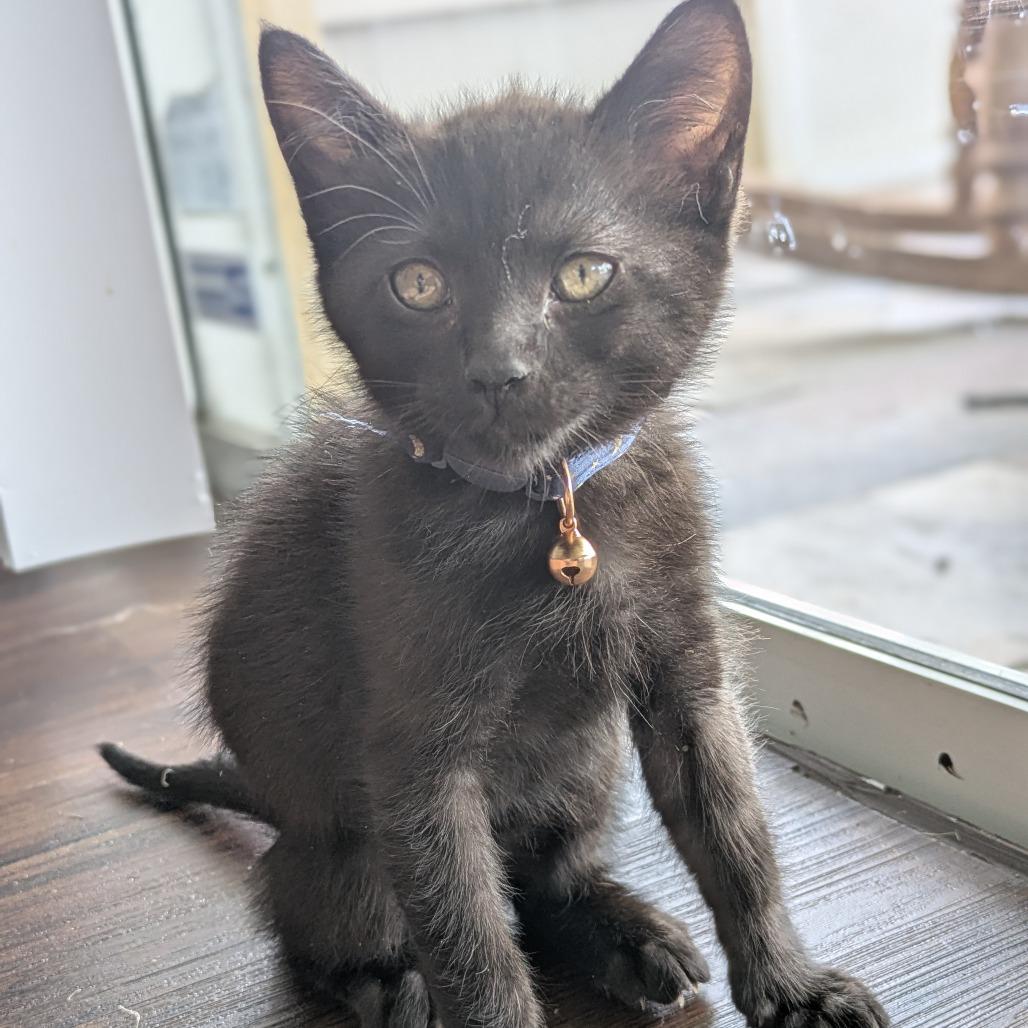 Enlarge Jackie, a Adoptable Domestic Short Hair in Lutz, FL image 4/6