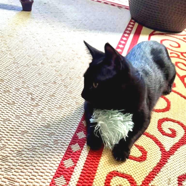 Enlarge Jackie, a Adoptable Domestic Short Hair in Lutz, FL image 5/6