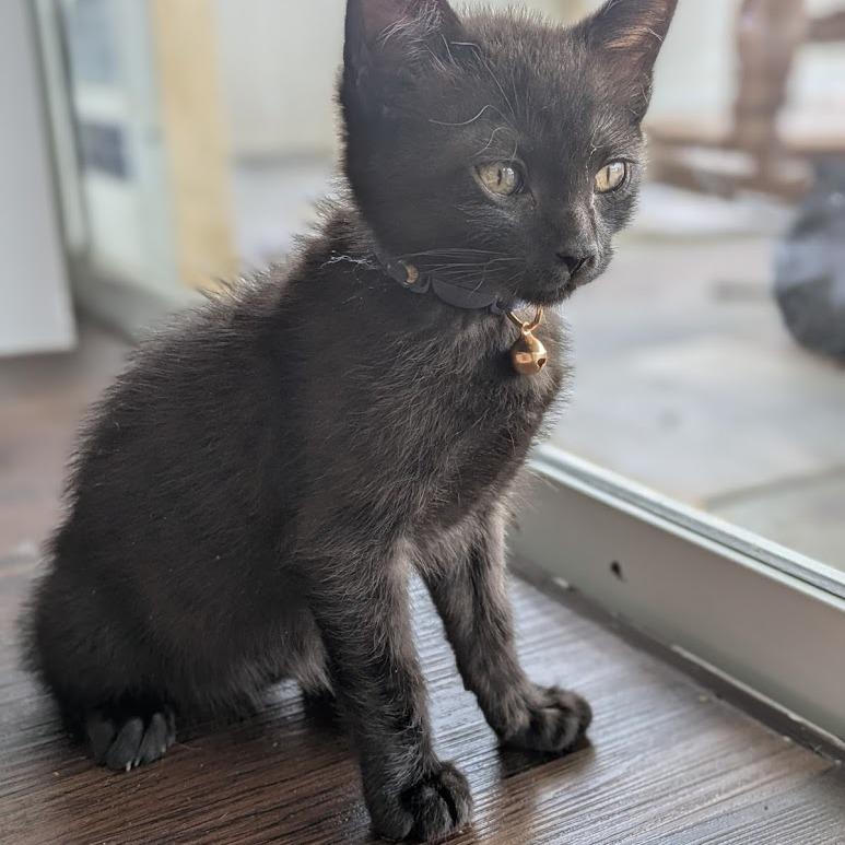 Enlarge Jackie, a Adoptable Domestic Short Hair in Lutz, FL image 6/6