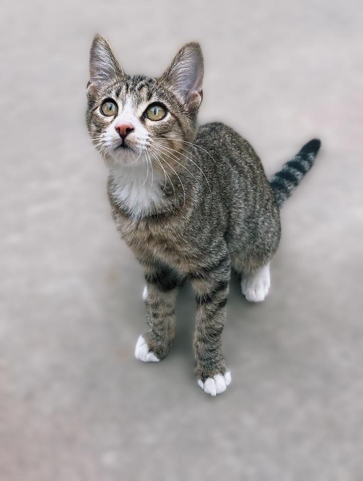 Hendrix Socks, Adoptable, Young Male Domestic Short Hair.