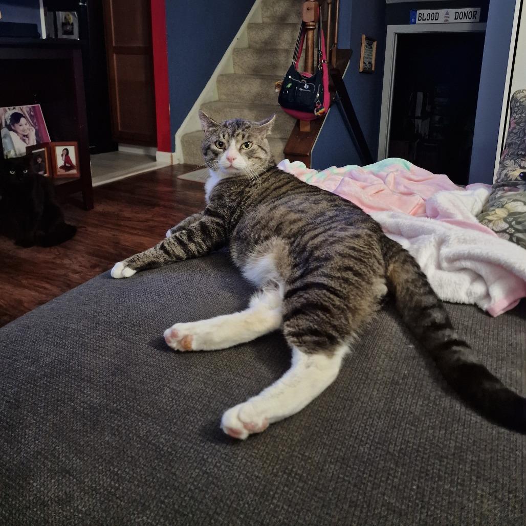 Thomas, Adoptable, Adult Male Domestic Short Hair.