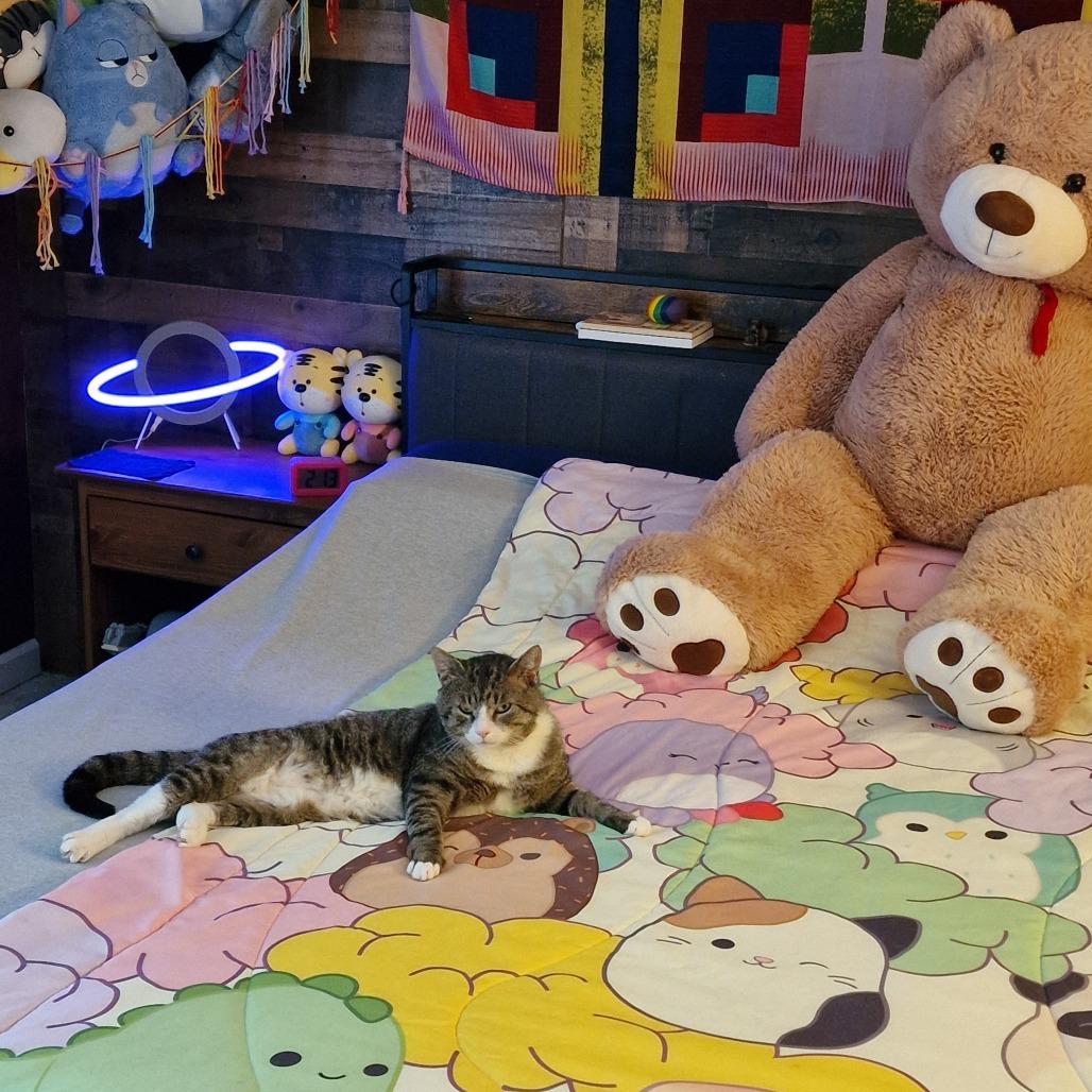 Enlarge Thomas, a Adoptable Domestic Short Hair in Abingdon, MD image 2/6
