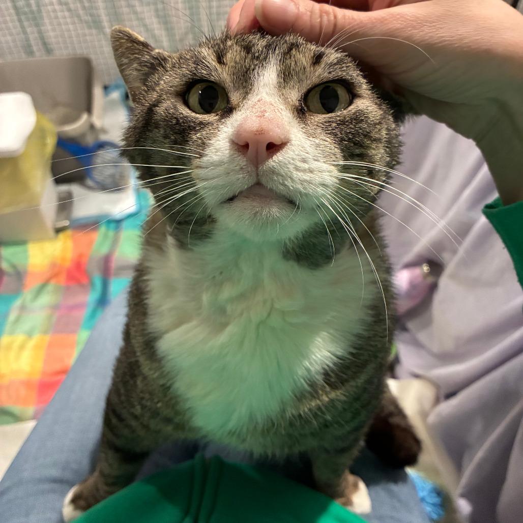 Enlarge Thomas, a Adoptable Domestic Short Hair in Abingdon, MD image 3/6