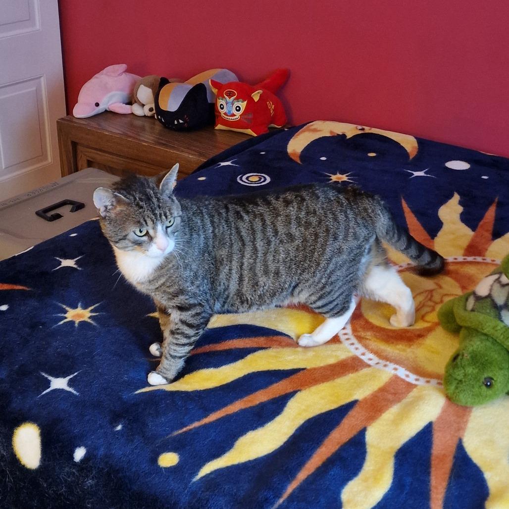 Enlarge Thomas, a Adoptable Domestic Short Hair in Abingdon, MD image 4/6