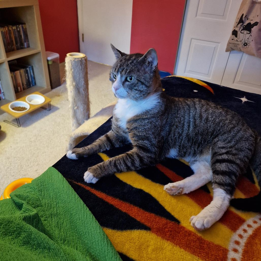 Enlarge Thomas, a Adoptable Domestic Short Hair in Abingdon, MD image 6/6