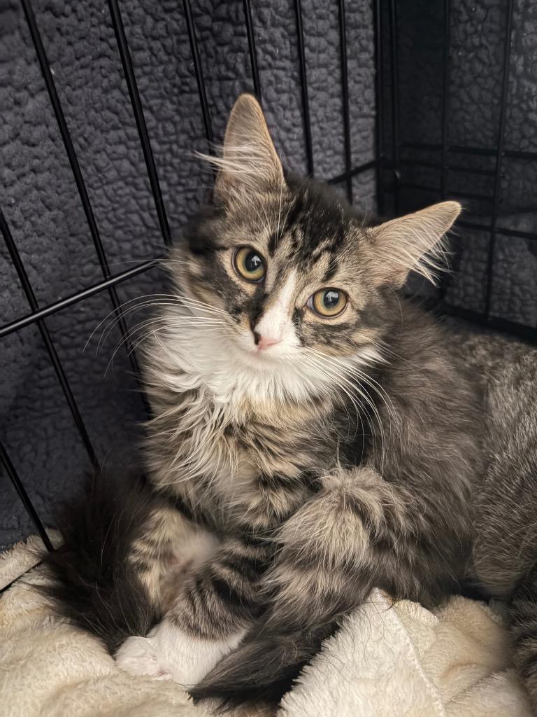 Munchlax, Adoptable, Kitten Male Domestic Short Hair.