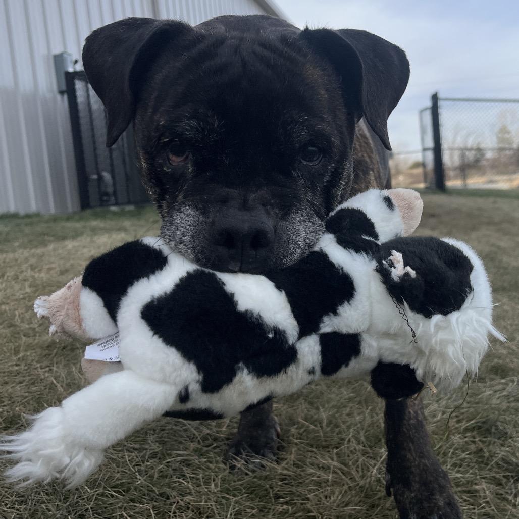 Helen, a Adoptable mixed breed in Spring Hill, KS image 1/6