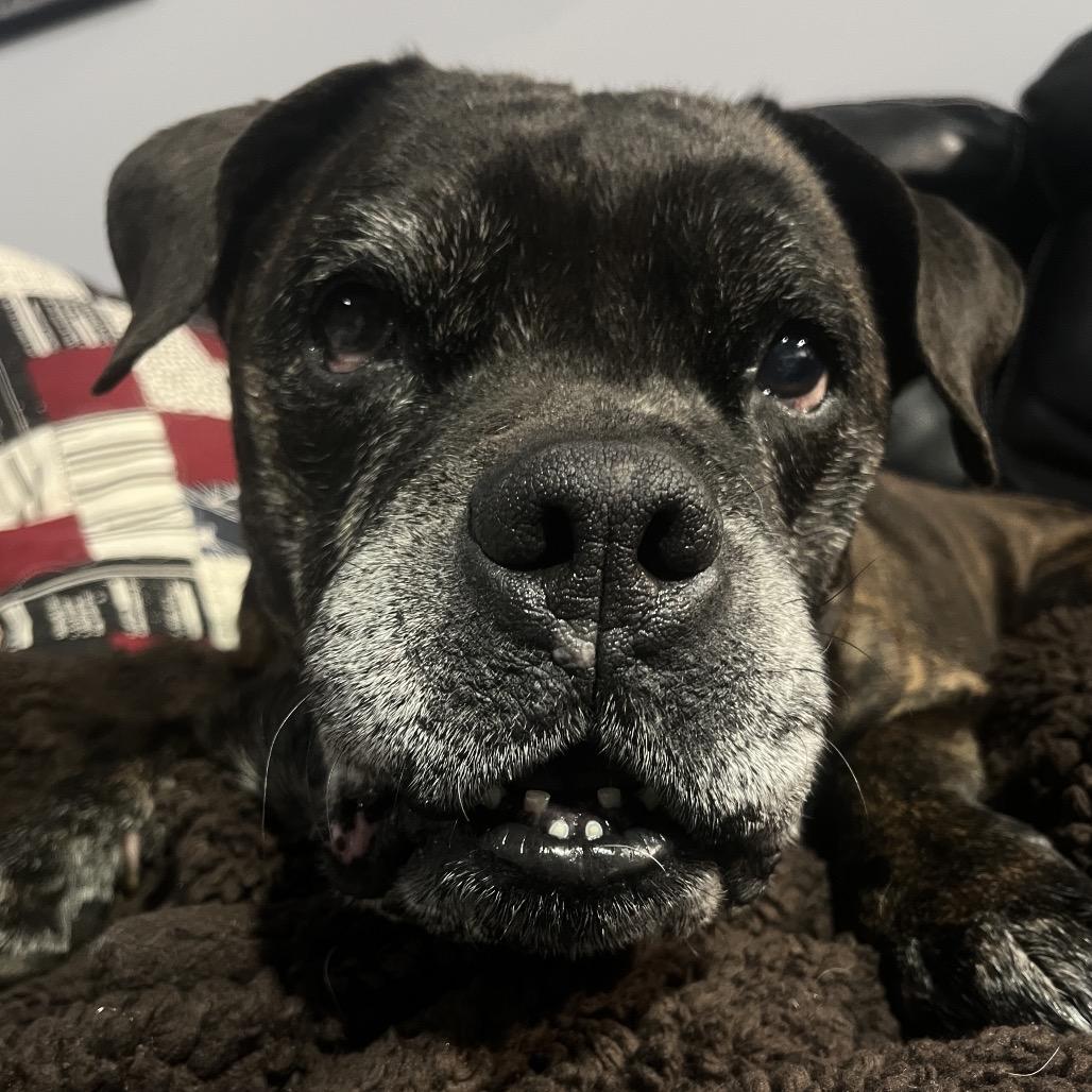 Helen, a Adoptable mixed breed in Spring Hill, KS image 2/6