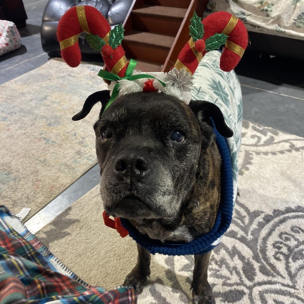 Helen, a Adoptable mixed breed in Spring Hill, KS image 3/6
