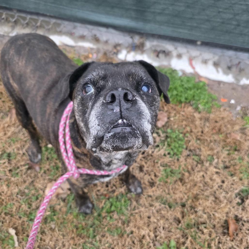 Helen, a Adoptable mixed breed in Spring Hill, KS image 4/6