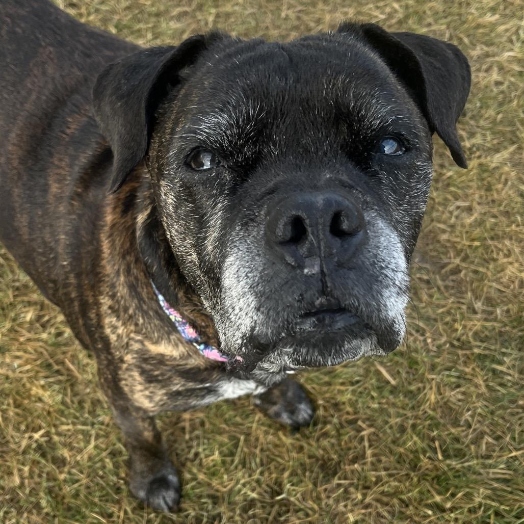 Helen, a Adoptable mixed breed in Spring Hill, KS image 5/6