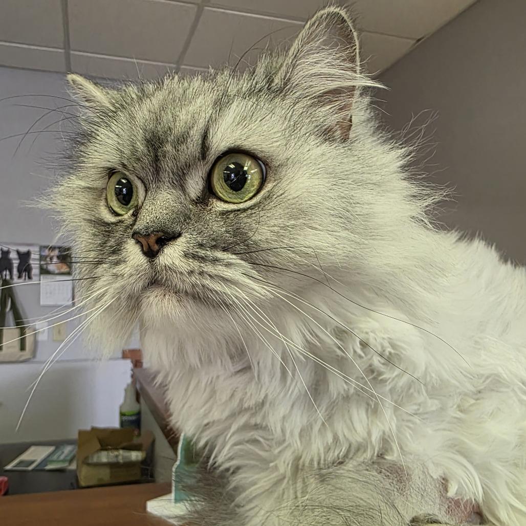 Chief — thumbnail 2