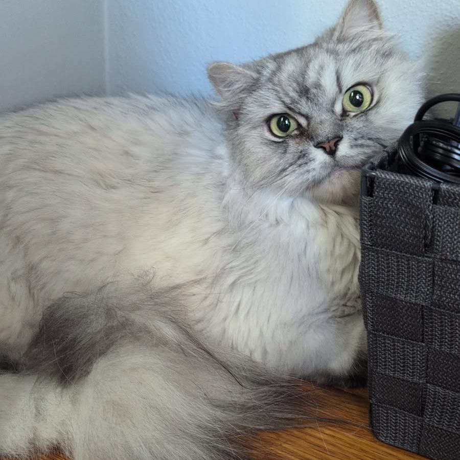 Chief — thumbnail 3