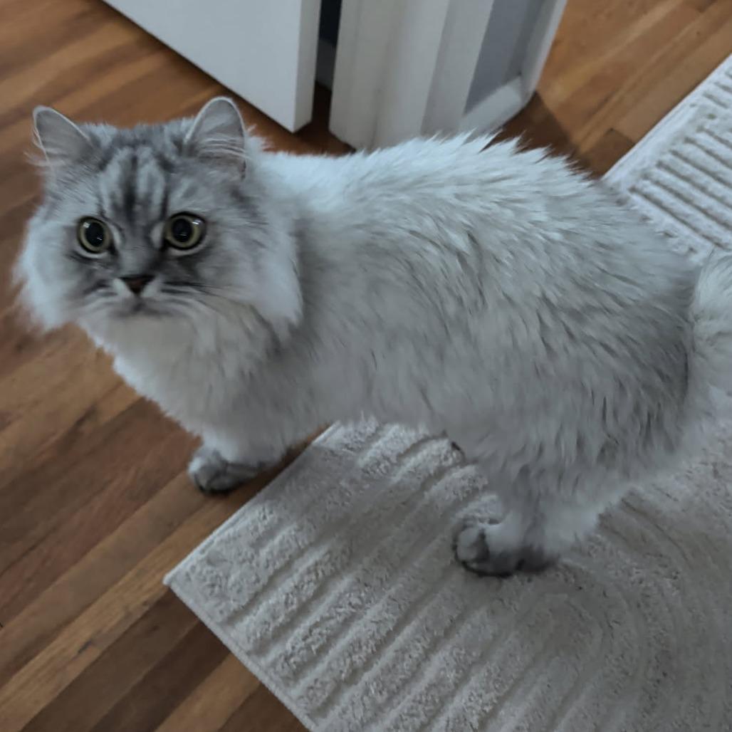 Chief — thumbnail 4