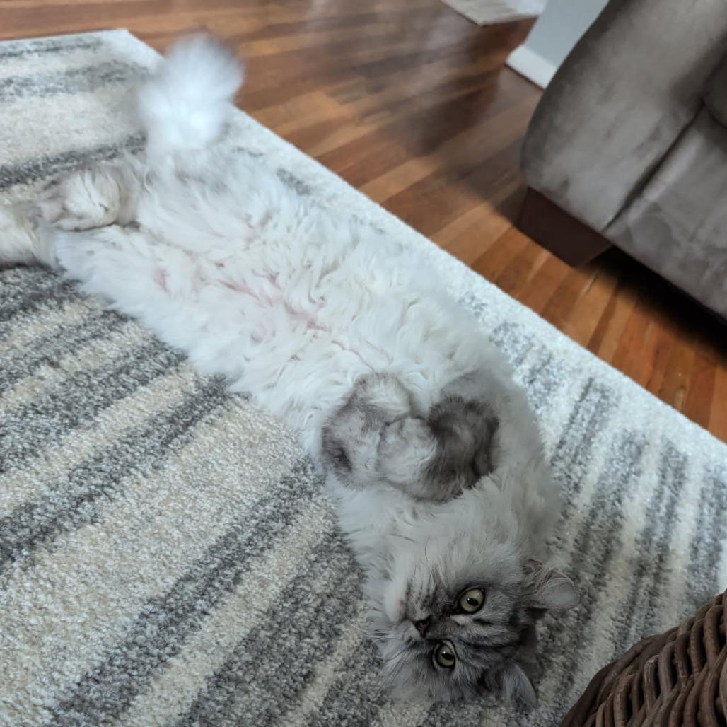 Chief — thumbnail 5