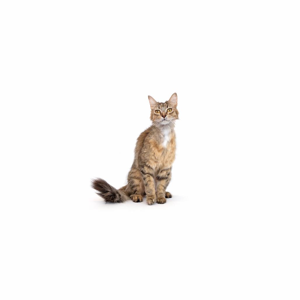 Enlarge Miranda, a Adoptable Domestic Medium Hair in Playa Vista, CA image 1/1