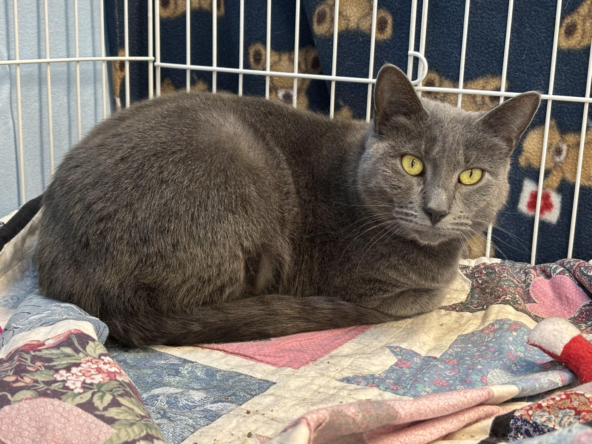 DeeDee, adoptable, Adult Female Domestic Short Hair.