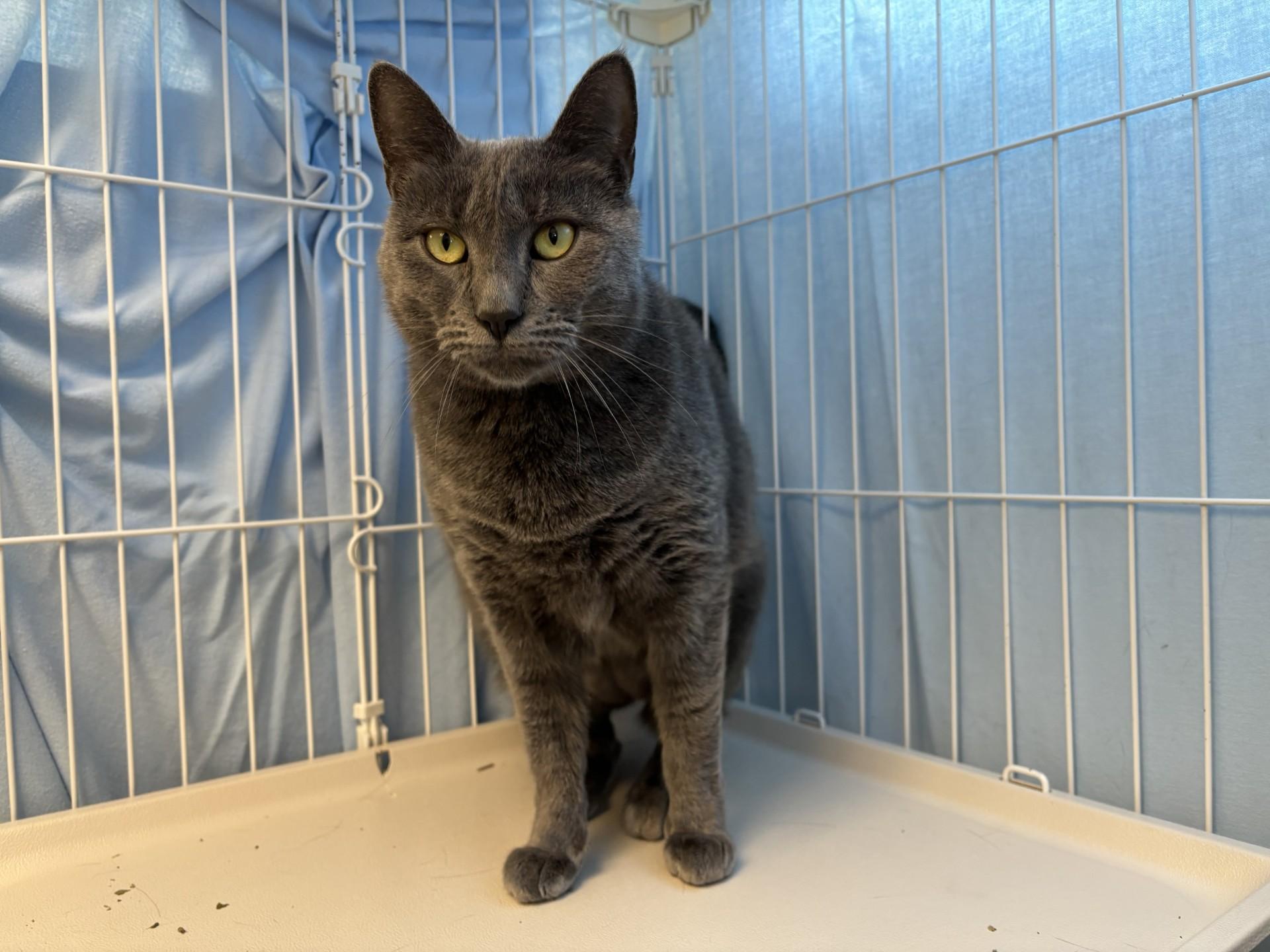 Enlarge DeeDee, an adoptable Domestic Short Hair in Grants Pass, OR image 2/2