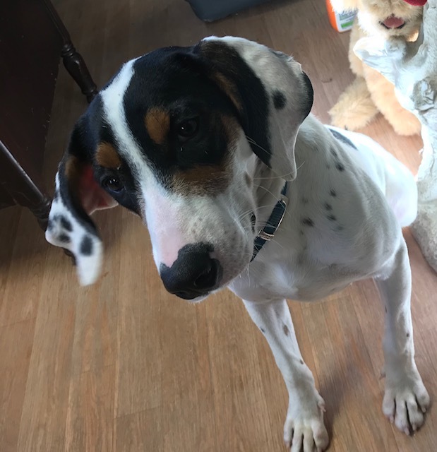 Enlarge Babe- Plesae read description as to personality-thanks!, a Adoptable mixed breed in Yellville, AR image 1/6