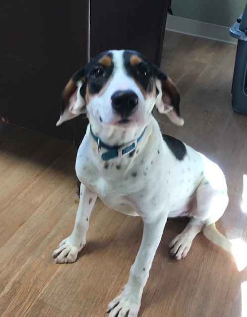 Enlarge Babe- Plesae read description as to personality-thanks!, a Adoptable mixed breed in Yellville, AR image 2/6