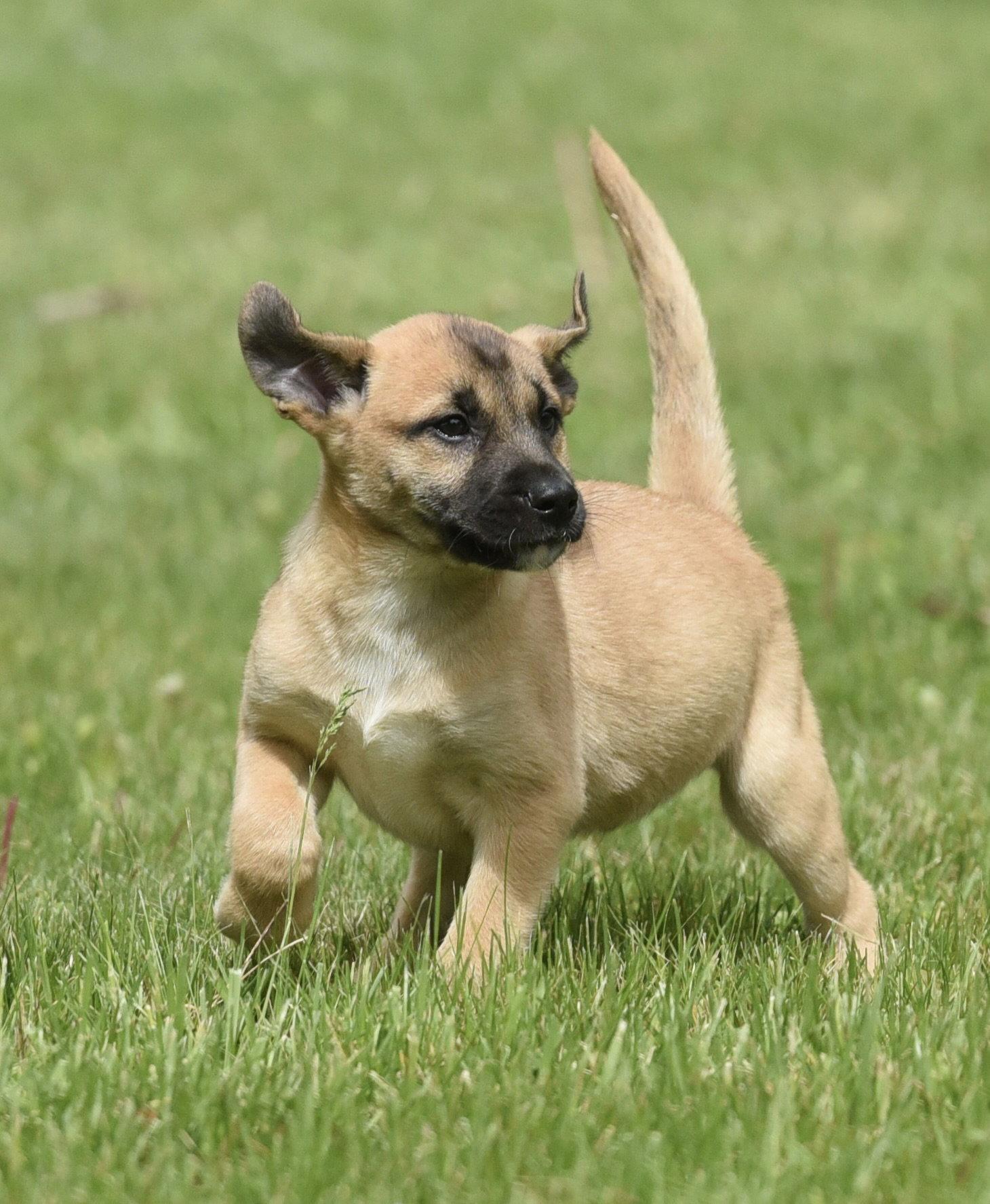 Atkins, Adoptable, Puppy Male Australian Shepherd & Shepherd.