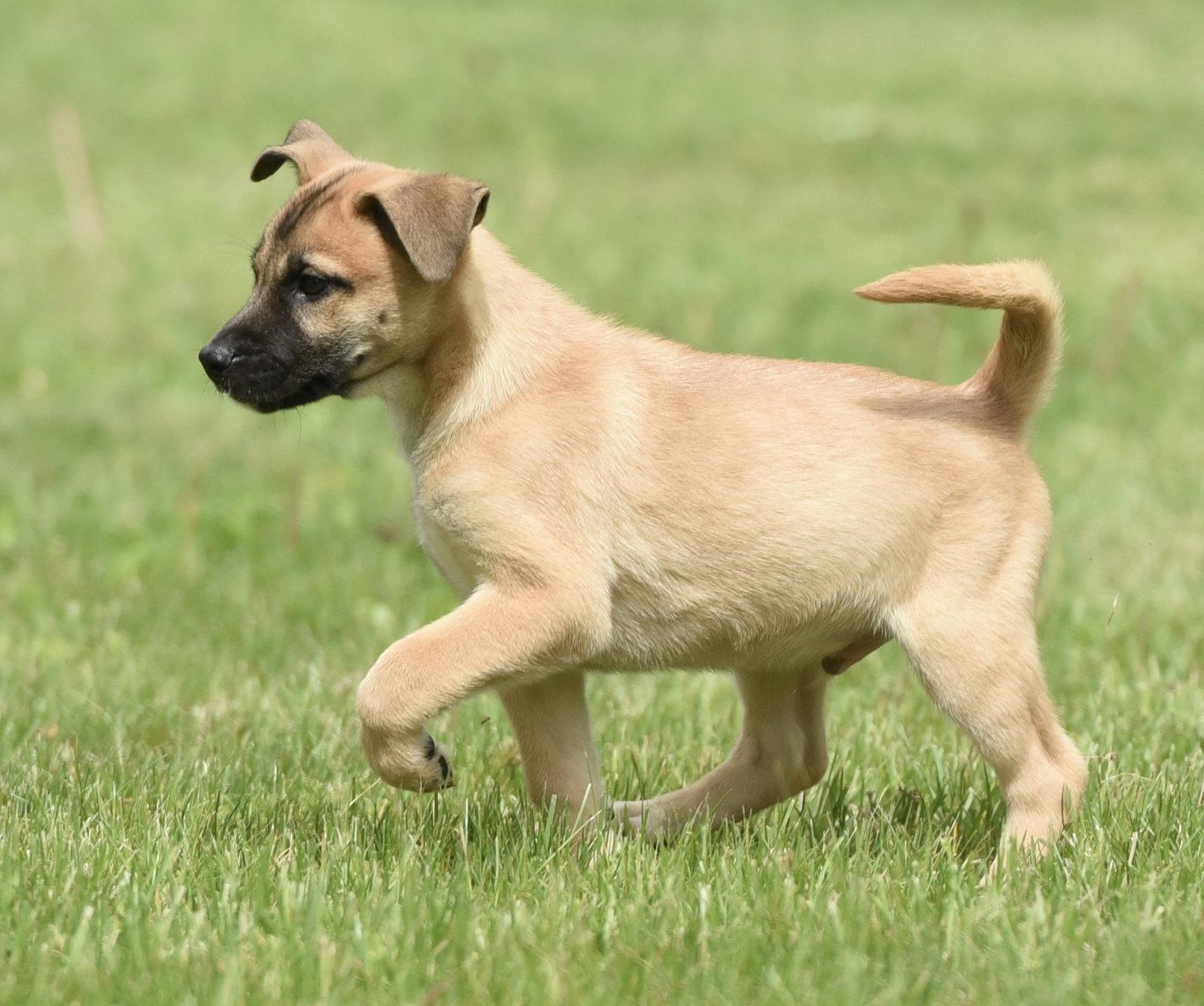 Atkins, a Adoptable mixed breed in Mechanicsburg, PA image 2/3