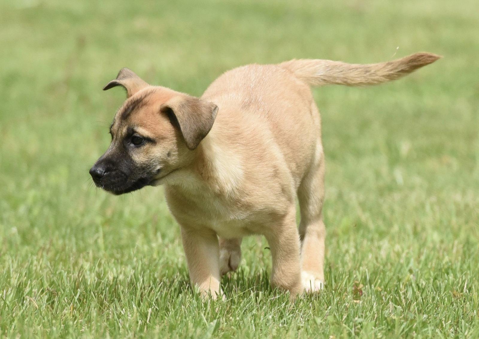 Atkins, a Adoptable mixed breed in Mechanicsburg, PA image 3/3