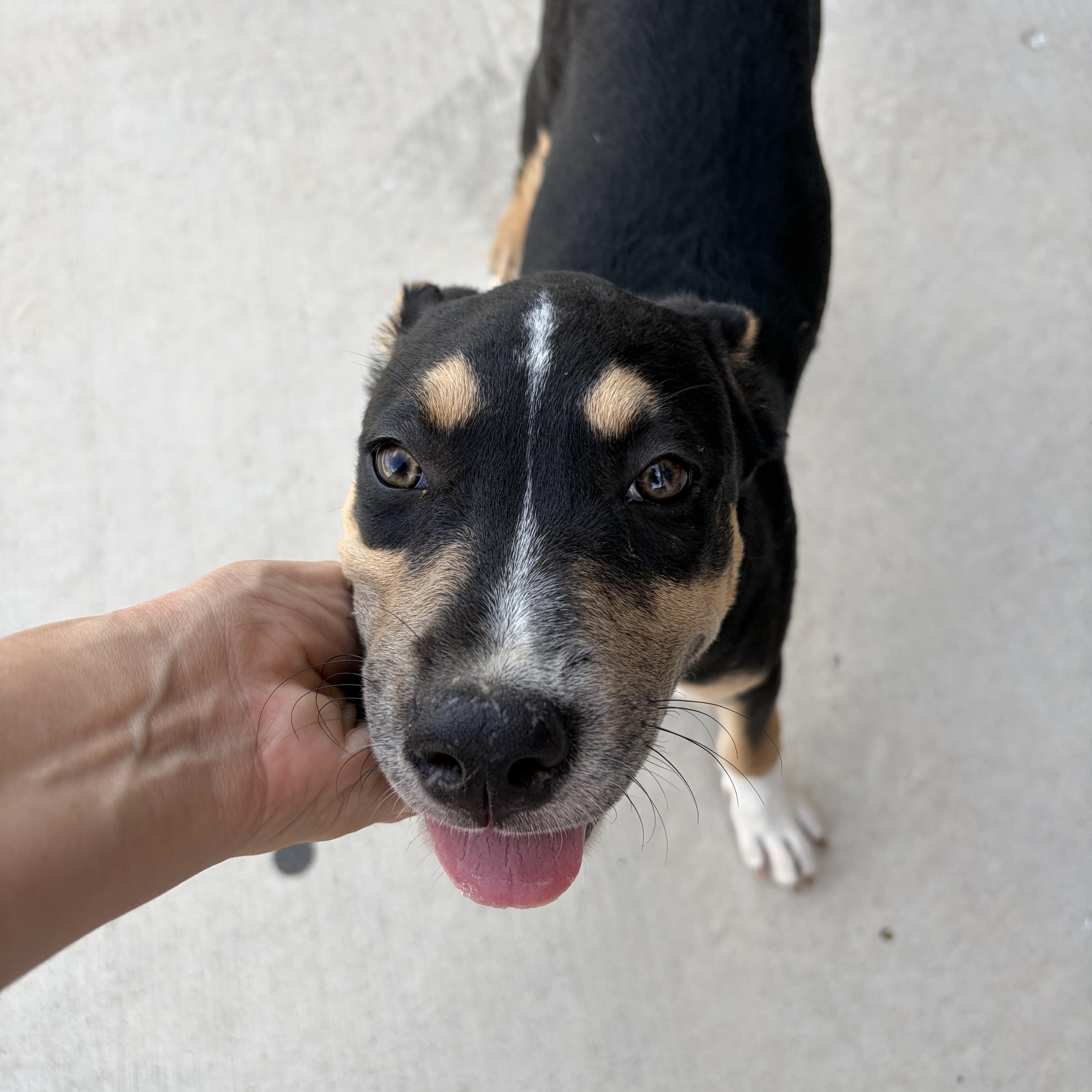 Enlarge Dottie, a Adoptable mixed breed in Denver, CO image 3/4