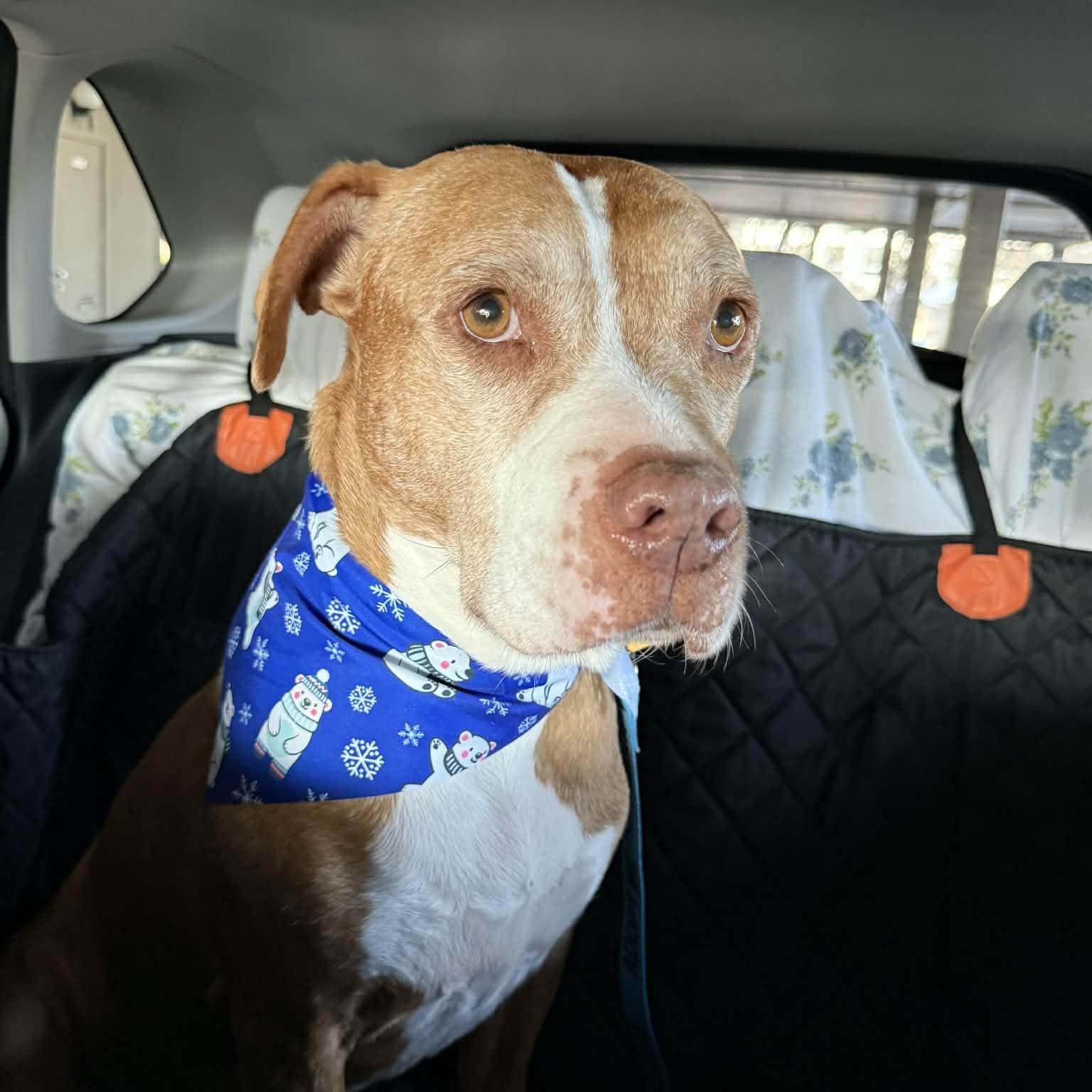 Enlarge Navajo (Nav) , a Adoptable mixed breed in Kennewick, WA image 3/6