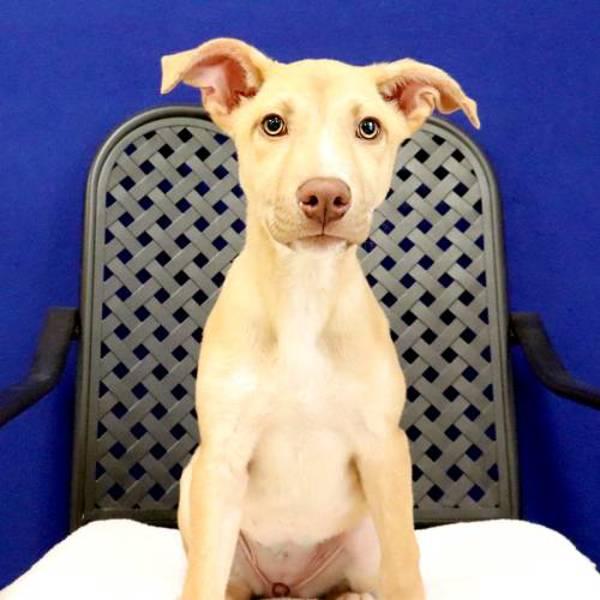 Rosie, Adoptable, Puppy Female Labrador Retriever.