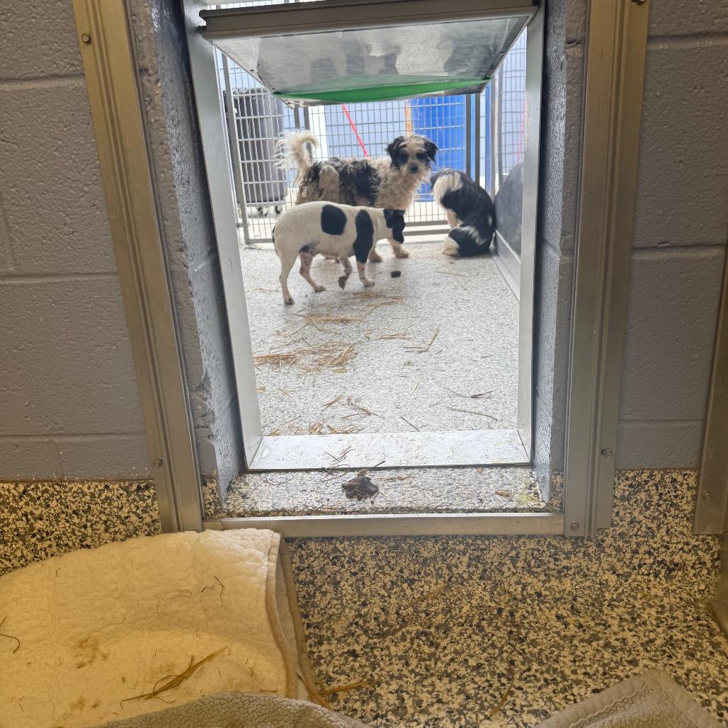 Sai, Adoptable, Adult Female Mixed Breed & Mixed Breed.