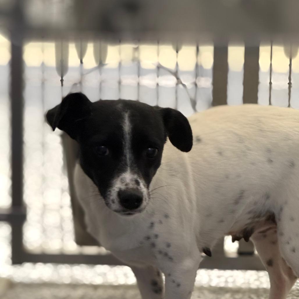 Sai, a Adoptable mixed breed in Madisonville, TN image 2/2