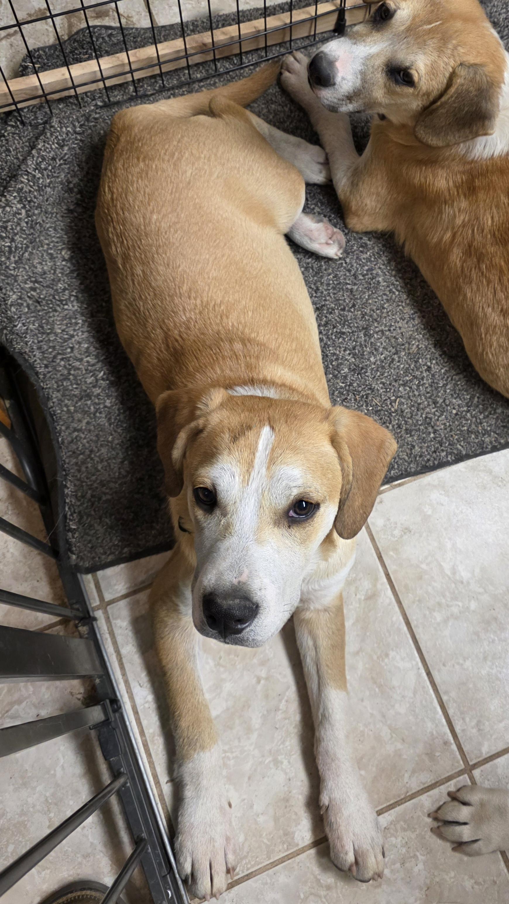 Enlarge Dalton, a Adoptable mixed breed in Sparks, NV image 1/1