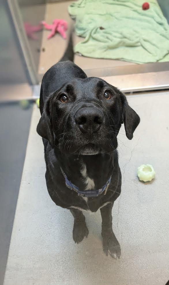 Astro, Young Male Labrador Retriever