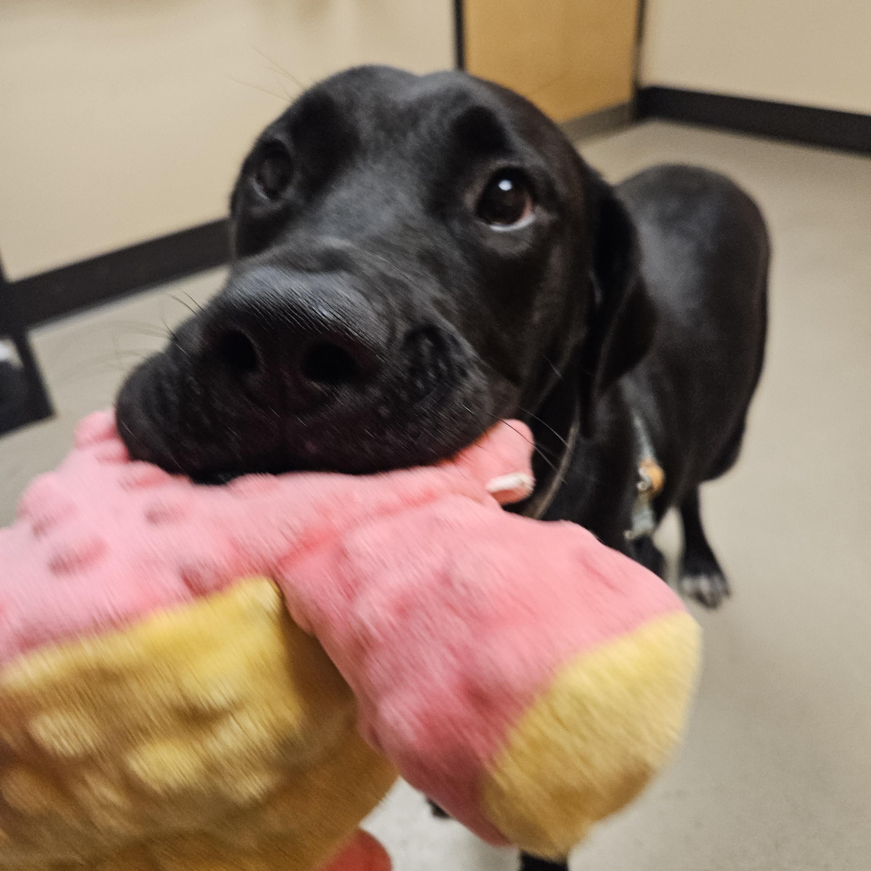 Astro, an adoptable Labrador Retriever, Great Dane in Bellingham, WA, 98226 | Photo Image 3