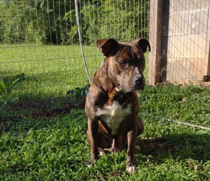 Ivory, a ADOPTABLE Pit Bull Terrier in Sparta, GA image 4/4