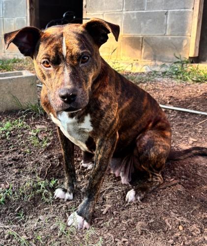 Ivory, ADOPTABLE, Adult Female Pit Bull Terrier.