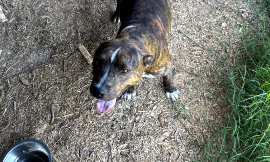 Ivory, a ADOPTABLE Pit Bull Terrier in Sparta, GA image 2/4