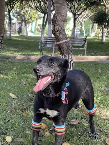 SORRI 2 yrs 27 lbs, a Adoptable mixed breed in san diego, CA image 1/4