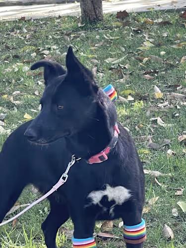 SORRI 2 yrs 27 lbs, a Adoptable mixed breed in san diego, CA image 2/4