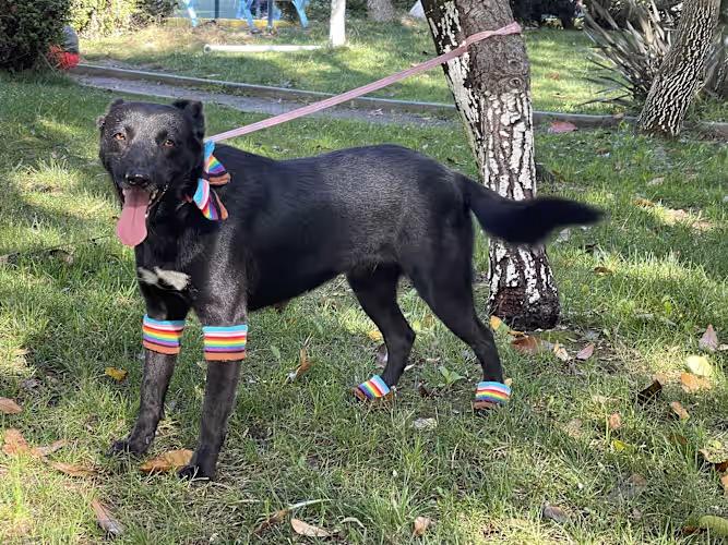 SORRI 2 yrs 27 lbs, a Adoptable mixed breed in san diego, CA image 4/4