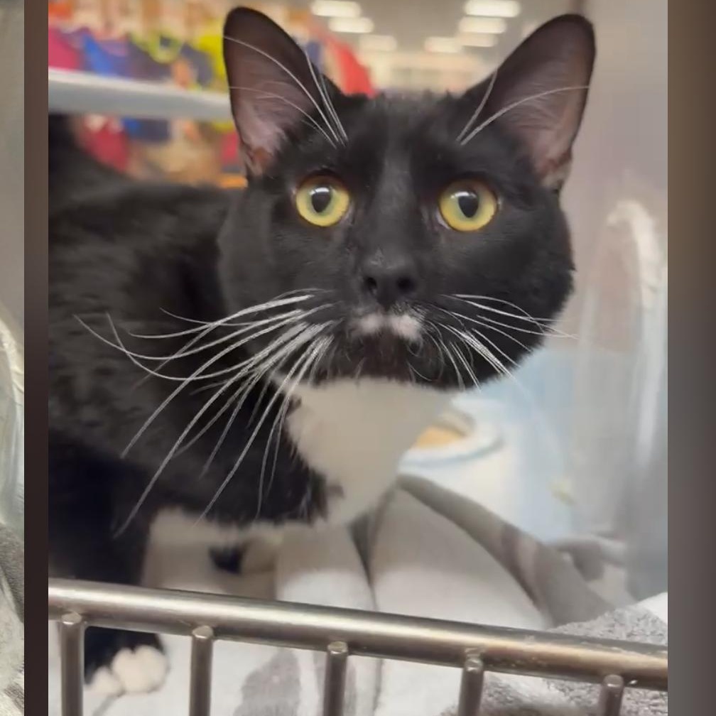 Enlarge Drake, a ADOPTABLE Domestic Short Hair in HANSON, MA image 1/1